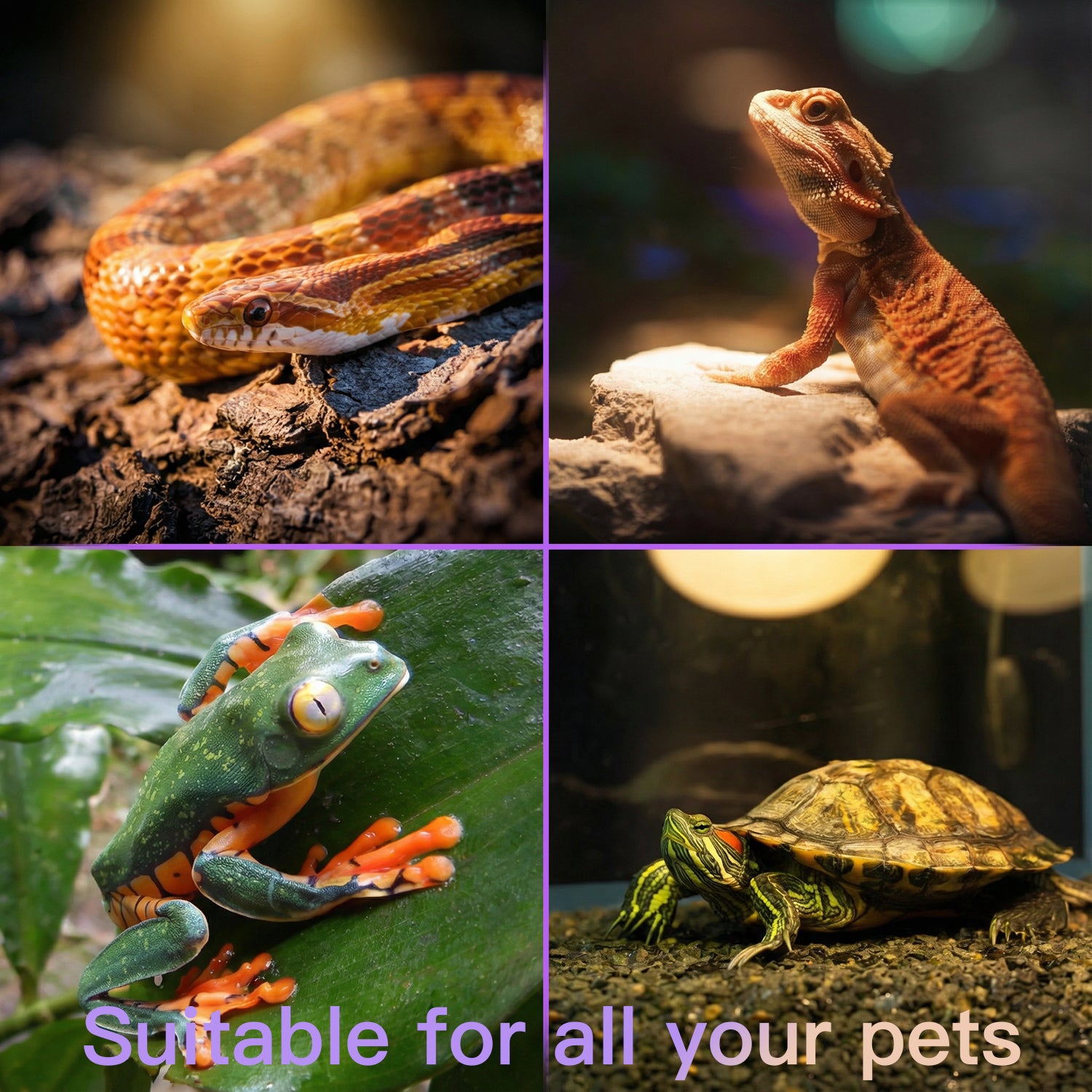 RUGOMCUB Reptile Heat Lamp